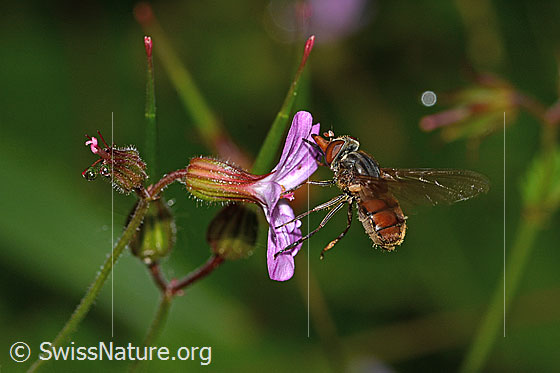 Photo: Rhingia campestris on Geranium robertianum. Length 8 - 11mm. Wings open. View from the side.