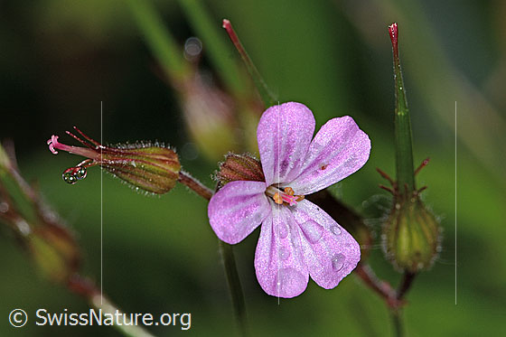 Photo: Geranium robertianum. Blossom.