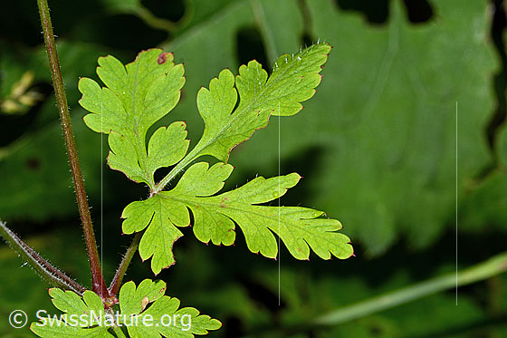 Photo: Geranium robertianum. Leaves.