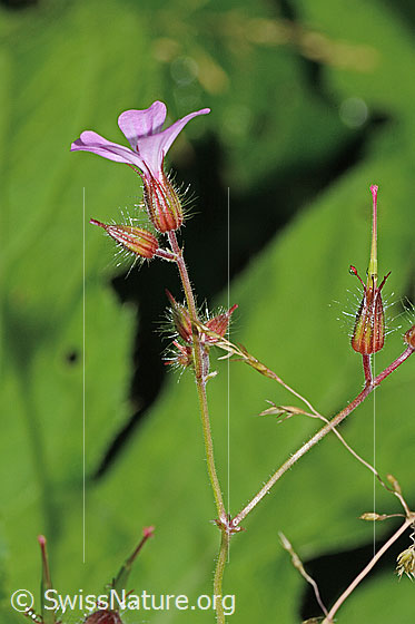 Photo: Geranium robertianum. Blossom and stem.