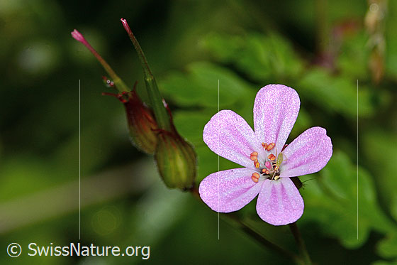 Photo: Geranium robertianum. Blossom.