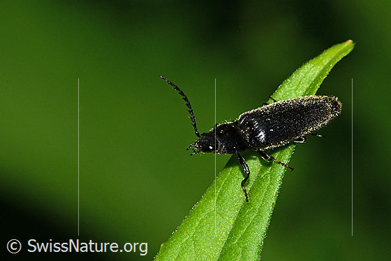 Foto: Schwarzer Rauhaarschnellkäfer (Hemicrepidius niger). Länge 11mm. Ansicht von der Seite.