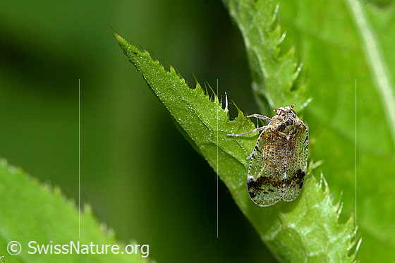 Foto: Busch-Glasflügelzikade (Cixius cunicularius). Länge 7mm. Ansicht von schräg vorne.