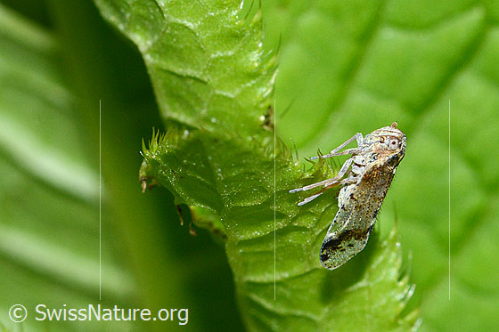 Foto: Busch-Glasflügelzikade (Cixius cunicularius). Länge 7mm. Ansicht von der Seite.