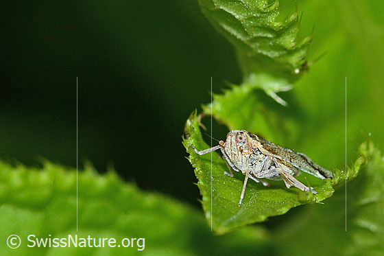 Foto: Busch-Glasflügelzikade (Cixius cunicularius). Länge 7mm. Ansicht von der Seite.