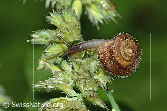 Foto: Seidenhaarschnecke (Trochulus sericeus). Ansicht von seitlich oben.
