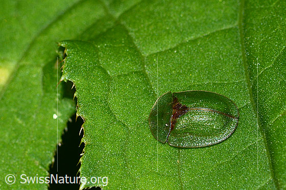 Foto: Wahrscheinlich Distelschildkäfer (Cassida rubiginosa). Länge 7mm. Ansicht von oben.