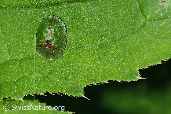Foto: Wahrscheinlich Distelschildkäfer (Cassida rubiginosa). Länge 7mm. Ansicht von oben.
