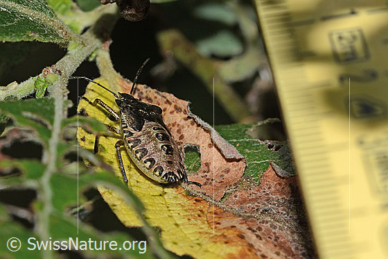 Foto: Rotbeinige Baumwanze (Pentatoma rufipes). Länge 15mm. Larve im letzten Larvenstadium. Ansicht von schräg hinten.
