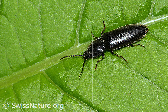 Foto: Schwarzer Rauhaarschnellkäfer (Hemicrepidius niger). Länge 11mm. Ansicht von schräg oben.