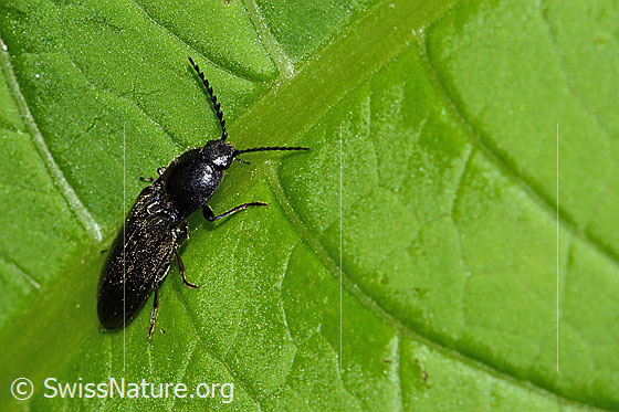Foto: Schwarzer Rauhaarschnellkäfer (Hemicrepidius niger). Länge 11mm. Ansicht von schräg oben.
