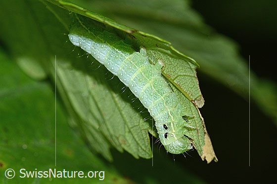 Photo: Cosmia pyralinaauf on Acer pseudoplatanus. Caterpillar. Length 45mm. View from the side.
