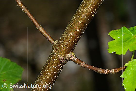 Foto: Berg-Ahorn (Acer pseudoplatanus). Ast.