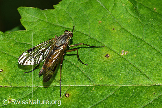 Photo: Rhagio scolopaceus. Length 13mm. Female. View from above.