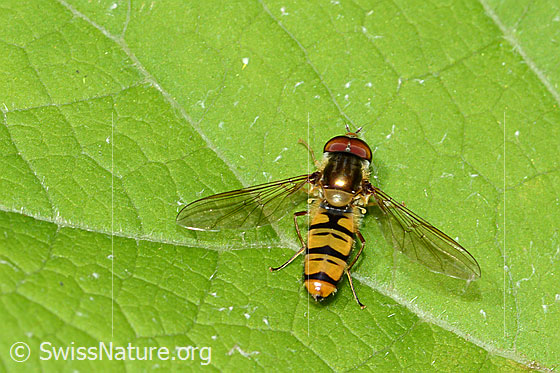 Foto: Hainschwebfliege (Episyrphus balteatus). Flügel angewinkelt. Ansicht von oben.
