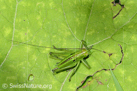 Foto: Grünes Heupferd (Tettigonia viridissima). Weibchen. (5. Nymphenstadium).