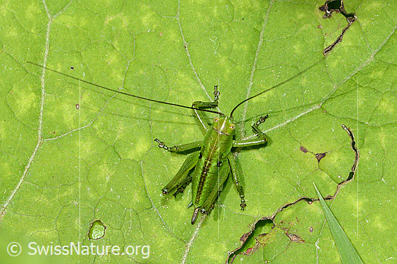Foto: Grünes Heupferd (Tettigonia viridissima). Weibchen. (5. Nymphenstadium).
