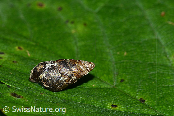 Foto: Wahrscheinlich Bergturmschnecke (Ena montana). Länge: 15mm. Ansicht von der Seite.