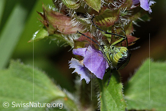 Foto: Grünschwarze Blattwespe (Tenthredo mesomela) an Gemeiner Brunelle (Prunella vulgaris). Länge 13mm. Ansicht von hinten.