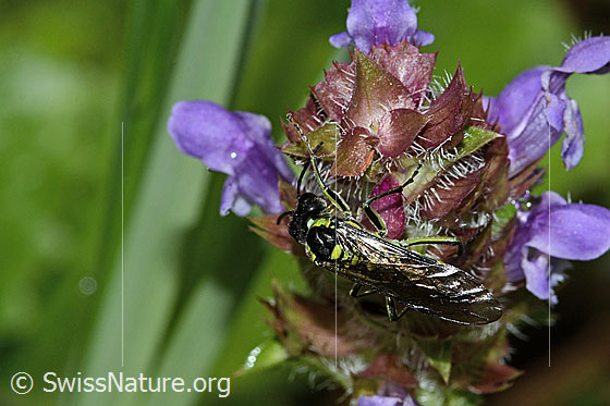 Foto: Grünschwarze Blattwespe (Tenthredo mesomela) an Gemeiner Brunelle (Prunella vulgaris). Länge 13mm. Ansicht von oben.