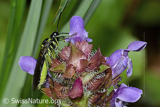 Foto: Grünschwarze Blattwespe (Tenthredo mesomela) an Gemeiner Brunelle (Prunella vulgaris). Länge 13mm. Ansicht von der Seite.