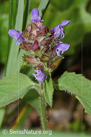 Foto: Gemeine Brunelle (Prunella vulgaris). Blütenstand und Blätter.