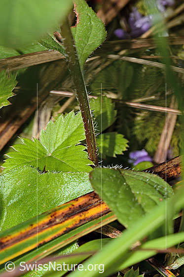 Foto: Gemeine Brunelle (Prunella vulgaris). Stängel.