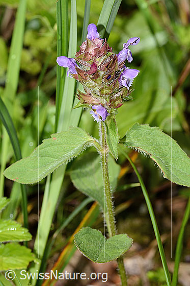Foto: Gemeine Brunelle (Prunella vulgaris). Ganze Pflanze (Habitus).