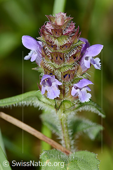 Gemeine Brunelle (Prunella vulgaris)