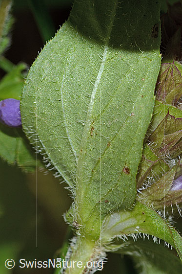 Foto: Gemeine Brunelle (Prunella vulgaris). Blattunterseite.