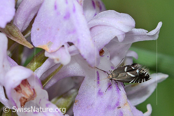 Foto: Glyphipterix simpliciella auf Fuchs