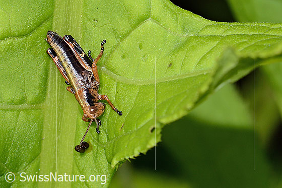 Photo: Miramella alpina. Length 14mm. Nymph stage 4. View diagonally from the front.