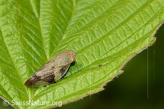Foto: Erlenschaumzikade (Aphrophora alni). Länge 10mm. Ansicht von der Seite.