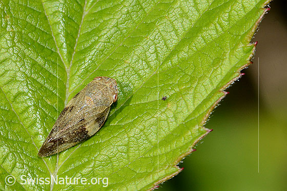 Foto: Erlenschaumzikade (Aphrophora alni). Länge 10mm. Ansicht von schräg hinten.