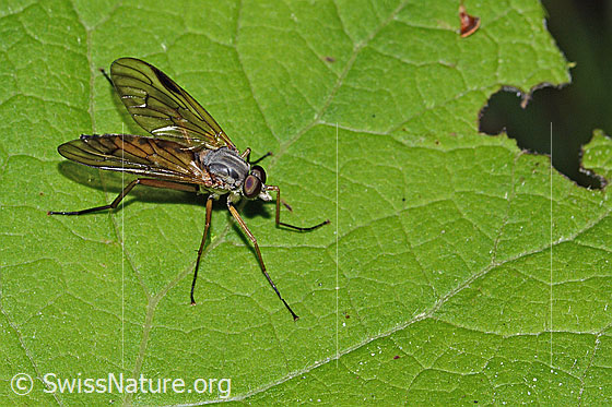 Photo: Rhagio scolopaceus. Length 13mm. Male. View from diagonally above.