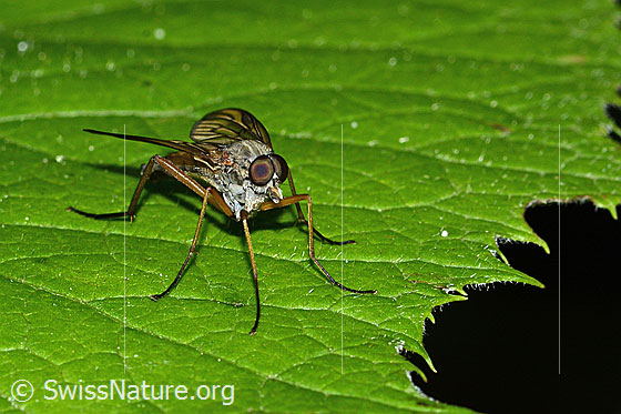 Foto: Gemeine Schnepfenfliege (Rhagio scolopaceus). Länge 13mm. Männchen. Ansicht von vorne.