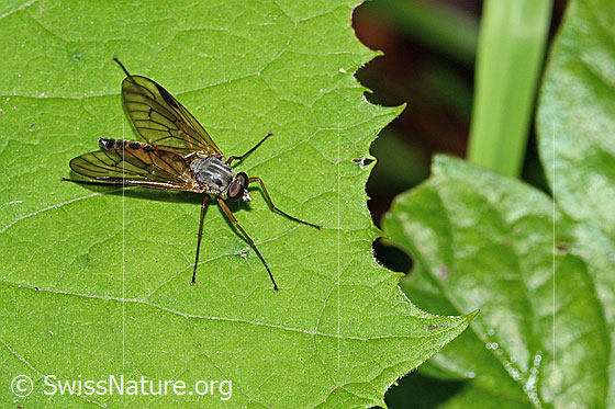 Photo: Rhagio scolopaceus. Length 13mm. Male. View from diagonally above.