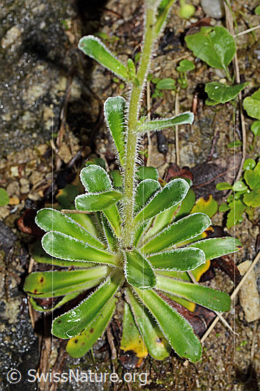 Foto: Safrangelber Steinbrech (Saxifraga mutata). Blattrosette und Stängel.