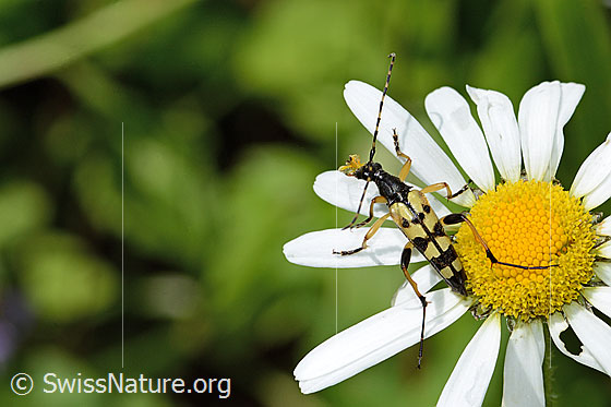 Photo: Rutpela maculata on Leucanthemum vulgare. Length 17mm. View from above.