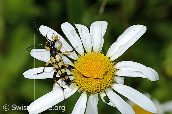 Foto: Gefleckter Schmalbock (Rutpela maculata) auf Gewöhnlicher Wiesen-Margerite (Leucanthemum vulgare). Länge 17mm. Ansicht von oben.
