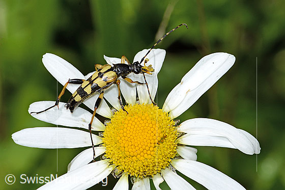 Foto: Gefleckter Schmalbock (Rutpela maculata) auf Gewöhnlicher Wiesen-Margerite (Leucanthemum vulgare). Länge 17mm. Ansicht von schräg oben.