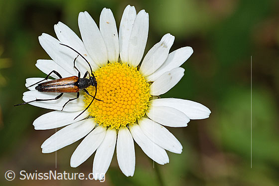 Foto: Kleiner Schmalbock (Stenurella melanura) auf Gewöhnliche Wiesen-Margerite (Leucanthemum vulgare). Ansicht von oben.