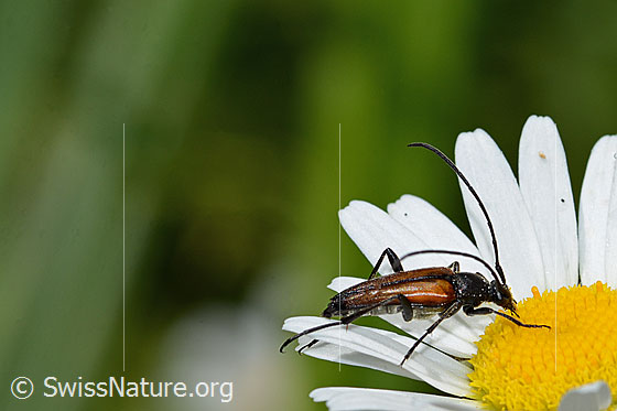 Foto: Kleiner Schmalbock (Stenurella melanura) auf Gewöhnliche Wiesen-Margerite (Leucanthemum vulgare). Ansicht von der Seite.
