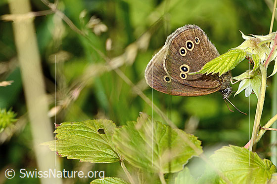 Foto: Brauner Waldvogel (Aphantopus hyperantus). Flügel geschlossen. Ansicht von der Seite.