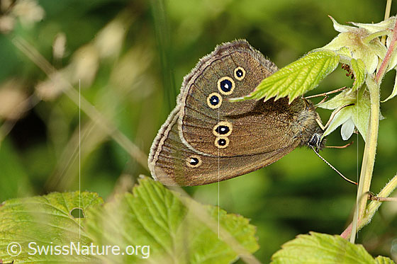 Foto: Brauner Waldvogel (Aphantopus hyperantus). Flügel geschlossen. Ansicht von der Seite.