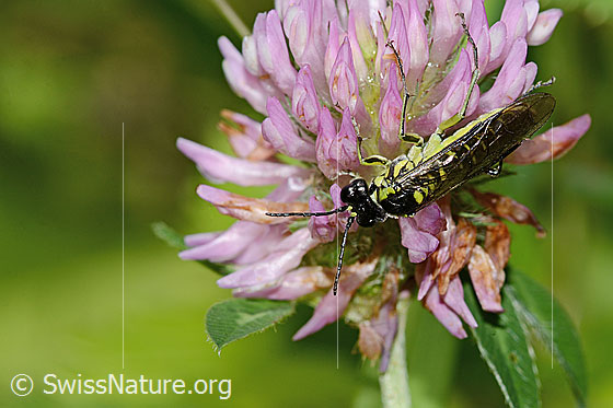 Foto: Grünschwarze Blattwespe (Tenthredo mesomela) auf Rot-Klee (Trifolium pratense). Länge 13mm. Ansicht von schräg oben.