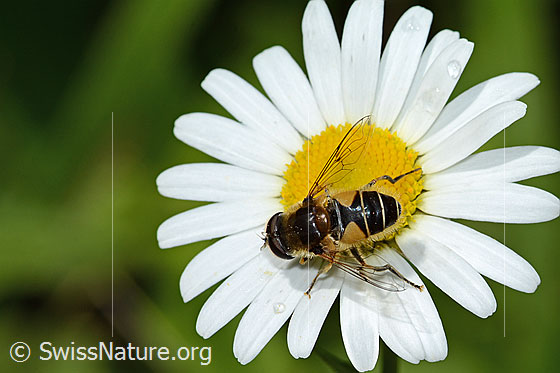 Photo: Eristalis tenax on Leucanthemum vulgare). View from above.