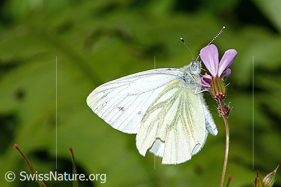 Photo: Pieris napi on Geranium robertianum. Wings closed. View from the side.