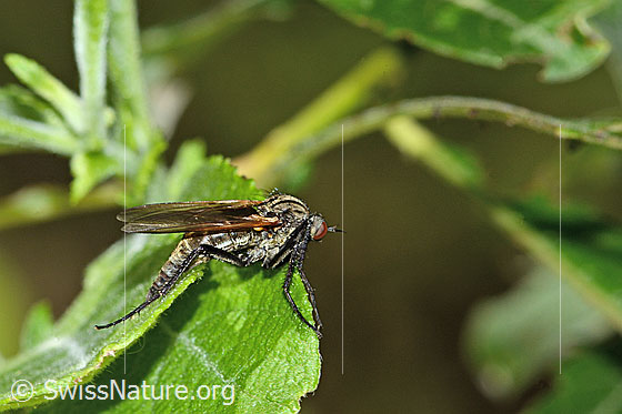 Foto: Gewürfelte Tanzfliege (Empis tesselata). Länge 14mm. Weibchen. Ansicht von der Seite.