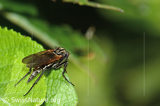 Photo: Empis tesselata. Length 14mm. Female. View diagonally from behind.